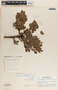 Arctostaphylos pungens image