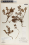 Pernettya prostrata image