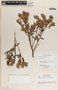 Pernettya prostrata image