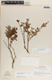 Pernettya prostrata image