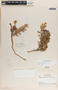 Pernettya prostrata image