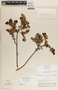 Pernettya prostrata image