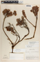 Pernettya prostrata image