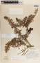 Pernettya prostrata image