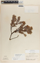 Pernettya prostrata image