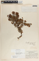 Pernettya prostrata image