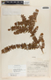Pernettya prostrata image