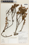 Pernettya prostrata image