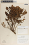 Pernettya prostrata image