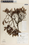 Pernettya prostrata image