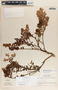 Pernettya prostrata image