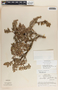 Pernettya prostrata image