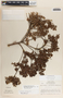 Pernettya prostrata image