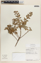 Pernettya prostrata image