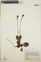 Pyrola angustifolia image