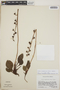 Pyrola angustifolia image