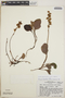 Pyrola angustifolia image
