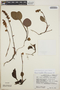 Pyrola angustifolia image