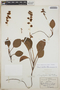 Pyrola angustifolia image
