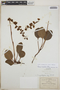 Pyrola angustifolia image