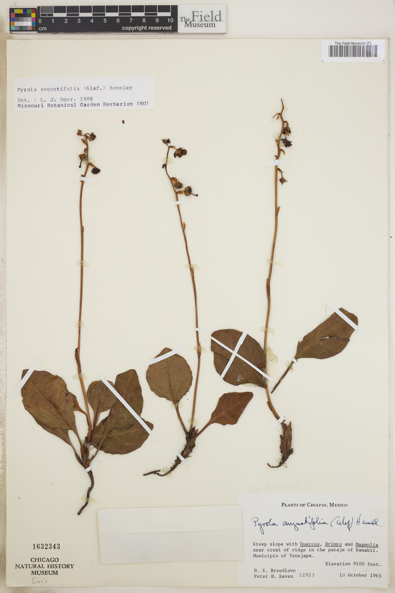 Pyrola angustifolia image