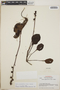 Pyrola angustifolia image