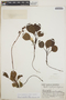 Pyrola angustifolia image