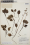 Pyrola angustifolia image