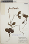 Pyrola angustifolia image