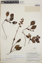 Pyrola angustifolia image