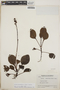 Pyrola angustifolia image