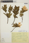 Rhododendron simsii image