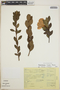 Rhododendron simsii image