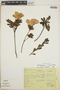 Rhododendron simsii image