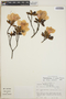 Rhododendron simsii image
