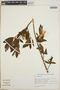 Rhododendron simsii image