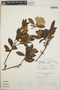 Rhododendron simsii image
