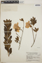Rhododendron simsii image