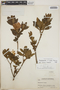 Rhododendron simsii image