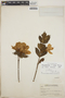 Rhododendron simsii image