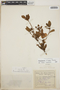 Rhododendron simsii image