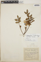Rhododendron simsii image