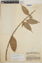 Satyria panurensis image