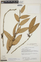 Satyria panurensis image
