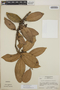 Satyria warszewiczii image