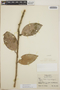 Satyria warszewiczii image