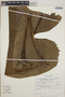 Philodendron advena image