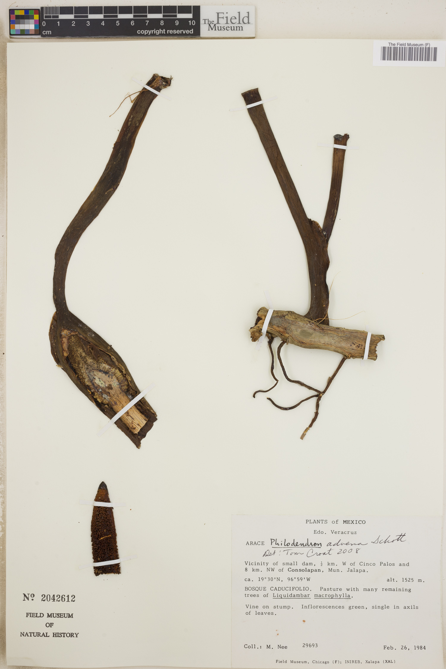Philodendron advena image