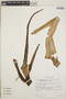 Philodendron advena image
