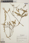 Themistoclesia smithiana image